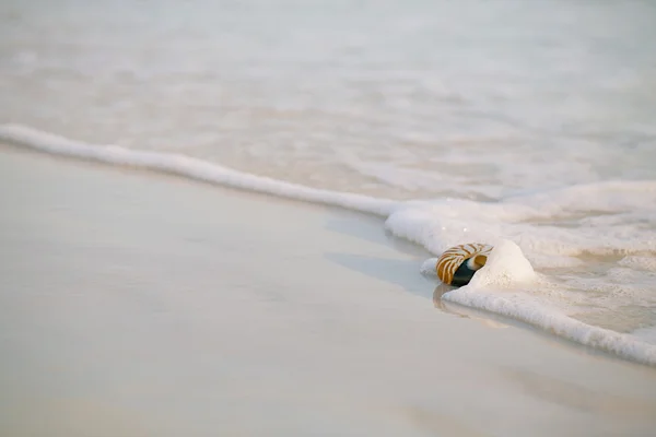 Nautilus shell with sea wave, v — Stock Photo, Image