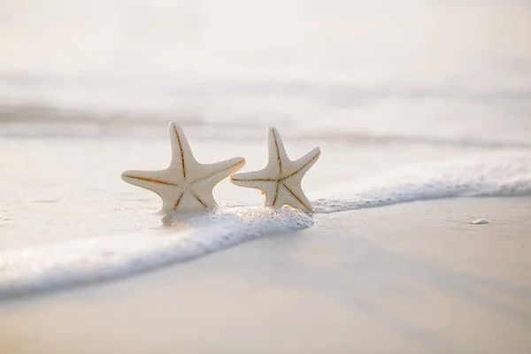 Dos estrellas de mar en la playa del océano — Foto de Stock