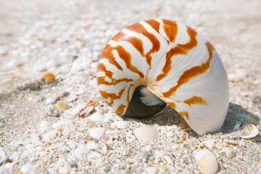 Nautilus kabuk sahilde