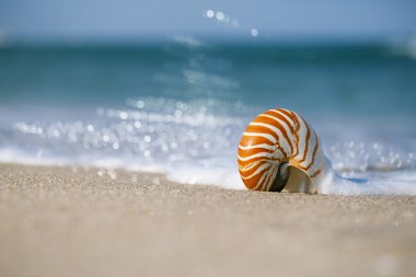 Nautilus kabuk sahilde