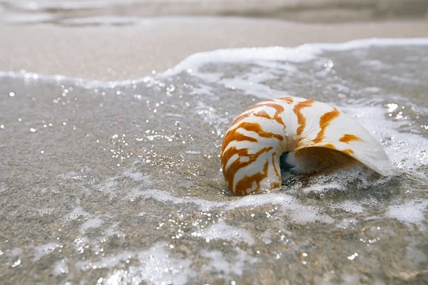 Concha nautilus na praia — Fotografia de Stock