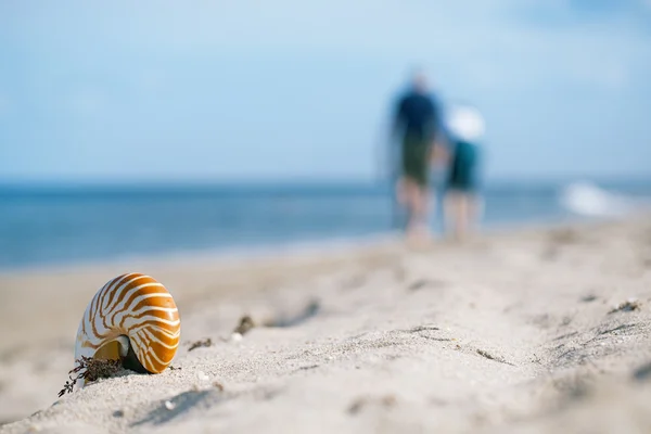 Concha nautilus na praia — Fotografia de Stock