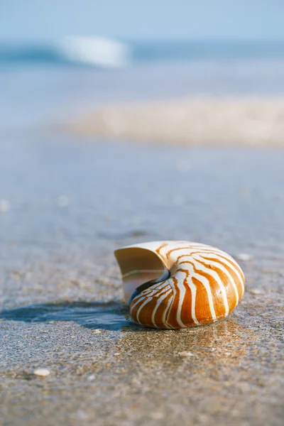 Concha nautilus na praia — Fotografia de Stock