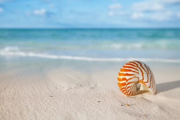 Nautilus shell on white beach sand — Stock Photo, Image