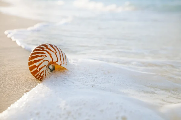 鹦鹉螺的壳，在白色的沙滩上 — 图库照片