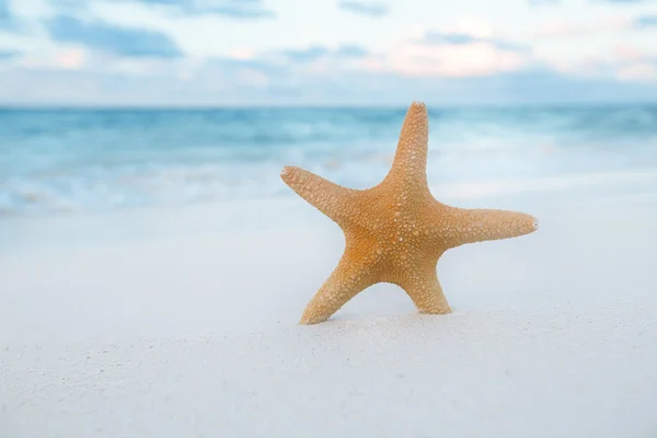 Starfish on golden sand — Stock Photo, Image