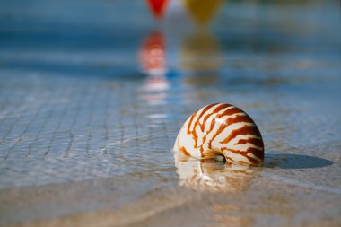 Deniz kabuğu nautilus Havuzu