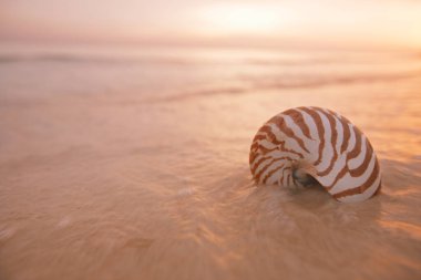 nautilus deniz kabuğu altın kumsal üzerinde yumuşak güneş ışığı dalgaları, sığ nokta