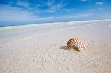 nautilus deniz kabuğu altın kumsal üzerinde yumuşak güneş ışığı dalgaları, sığ nokta