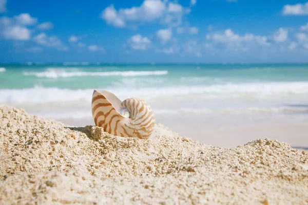 Nautilus Muszla Morska Złotym Piasku Plaża Falami Miękkim Świetle Słonecznym — Zdjęcie stockowe