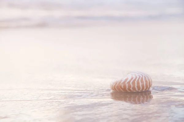 Nautilus Deniz Kabuğu Altın Kumsal Üzerinde Yumuşak Günbatımı Işığında Dalgalar — Stok fotoğraf