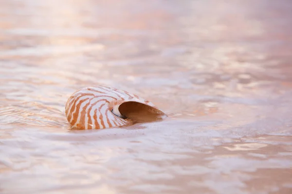 Nautilus Sea Shell Golden Sand Beach Waves Soft Sun Light — Stock Photo, Image