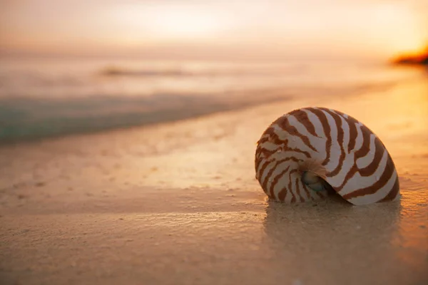 Θαλασσινό Κέλυφος Nautilus Χρυσαφένια Αμμουδιά Κύματα Στο Απαλό Φως Του — Φωτογραφία Αρχείου