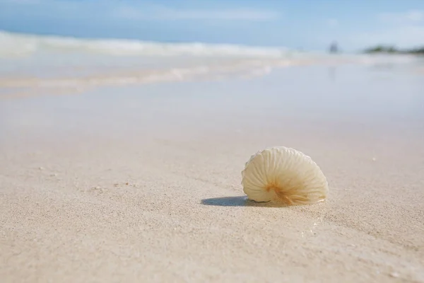 Carta Nautilus Conchiglia Sulla Spiaggia Sabbia Dorata Con Onde Morbida — Foto Stock