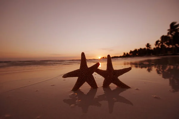 红色的海星在沙滩上 与海洋的天空和海景 浅浅的 — 图库照片