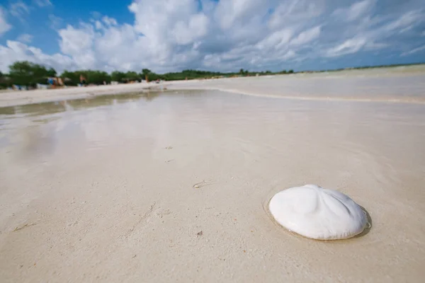 sand dollar coral on white beach sand under sun amd sea waves