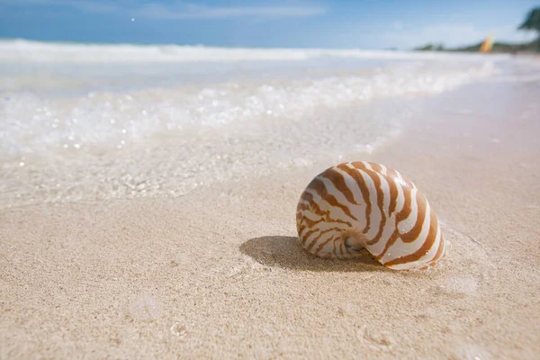 Nautilus Κέλυφος Της Θάλασσας Χρυσή Αμμουδιά Παραλία Κύματα Απαλό Φως — Φωτογραφία Αρχείου