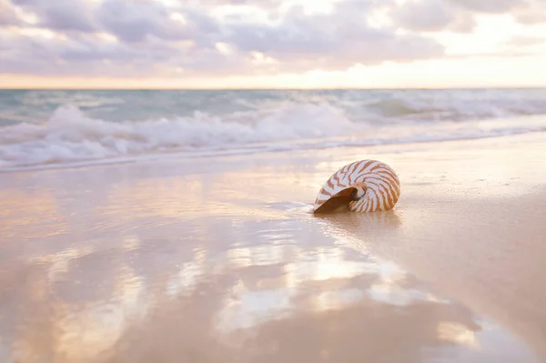 黄金の砂のビーチの上の吐き気の海の殻柔らかい夕日の光の波 浅いのDof — ストック写真