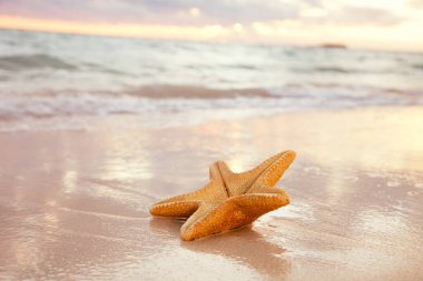 Kumsaldaki kırmızı deniz yıldızı, okyanus gökyüzü ve deniz manzarası, sığ nokta