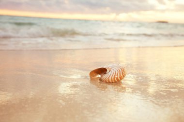 nautilus deniz kabuğu altın kumsal üzerinde yumuşak güneş ışığı dalgaları, sığ nokta