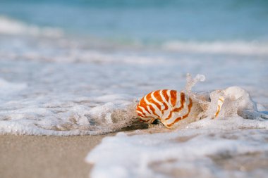 Deniz dalgalı nautilus kabuğu, güneş ışığı altındaki kumsal, canlı aksiyon