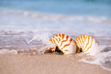 Deniz dalgalı nautilus kabuğu, güneş ışığı altındaki kumsal, canlı aksiyon