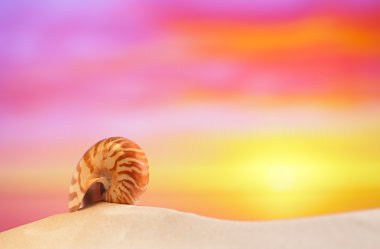 Nautilus kabuğu üzerinde beyaz plaj kum