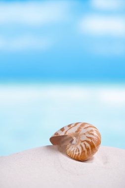 Nautilus shell on  Florida beach clipart