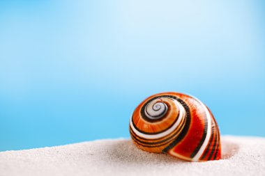parlak polymita shell Beach