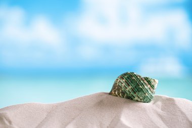 Green shell on white Florida beach clipart