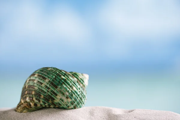 Πράσινο κέλυφος σε παραλία με λευκή Φλόριντα — Φωτογραφία Αρχείου