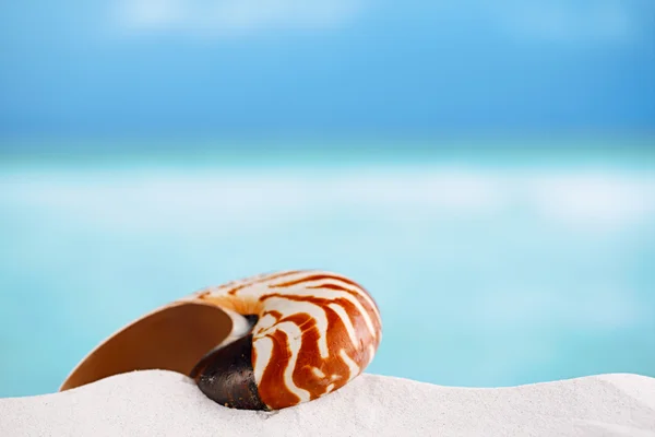 Nautilus shell — Stock Photo, Image