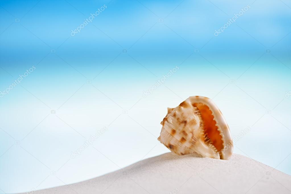 Tropical sea  shell