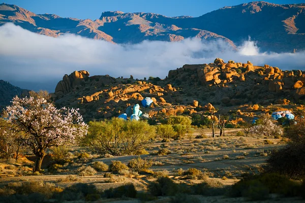 Mandorle in fiore a Tafraout, Marocco ... — Foto Stock