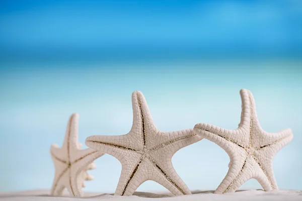 White starfish with ocean — Stock Photo, Image