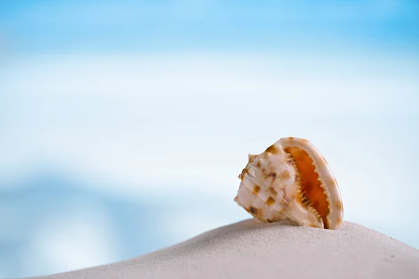 Guscio marino tropicale — Foto Stock