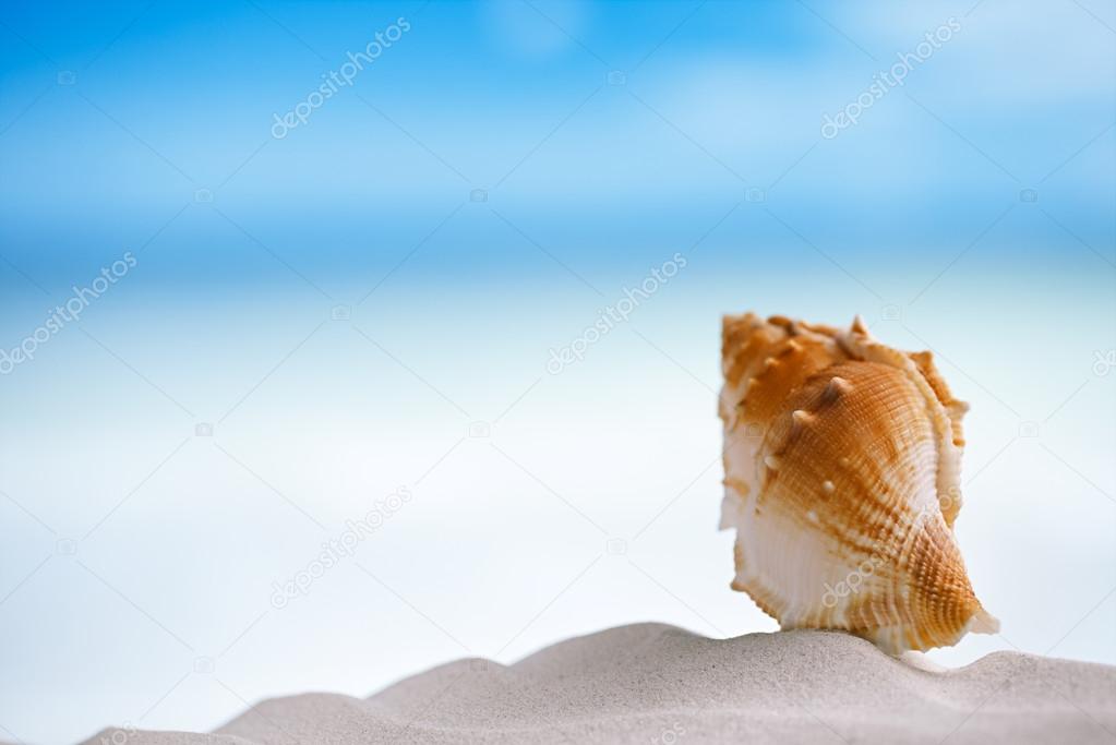 Tropical sea shell