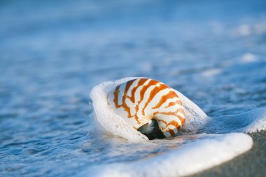Nautilus kabuğu üzerinde beyaz florida plaj kum