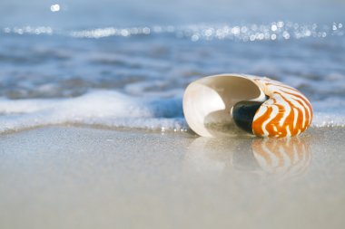 Nautilus kabuğu üzerinde beyaz florida plaj kum