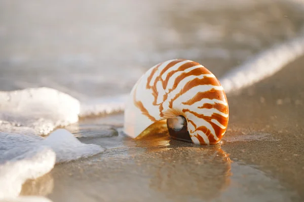 Guscio Nautilus sulla sabbia bianca spiaggia della Florida — Foto Stock