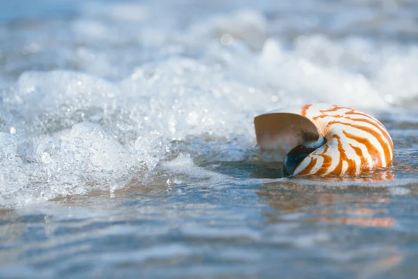 Guscio del Nautilus con onda marina — Foto Stock