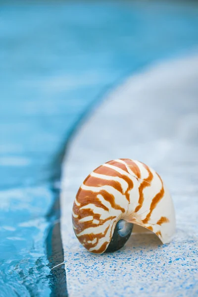 Nautilus shell at resort swimming pool edge — Stock Photo, Image