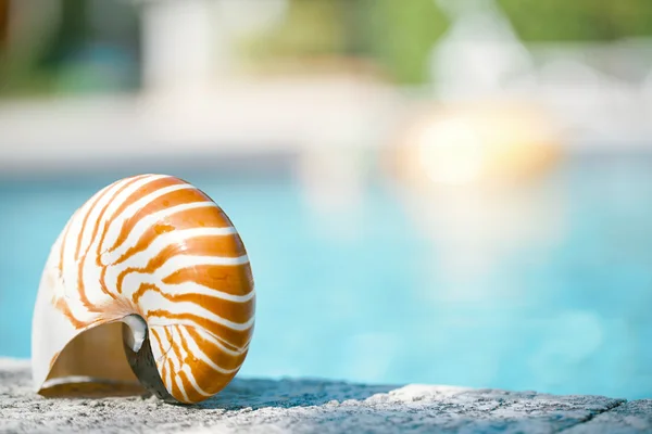 Guscio Nautilus al bordo piscina resort — Foto Stock