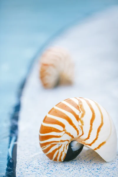 Nautilus shell at resort swimming pool edge — Stock Photo, Image