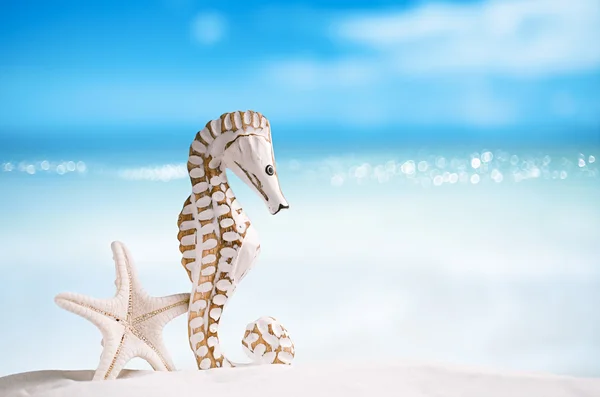 Seahorse με λευκό Αστερίας — Φωτογραφία Αρχείου