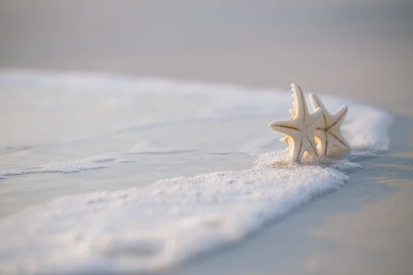 Duas estrelas do mar na praia — Fotografia de Stock