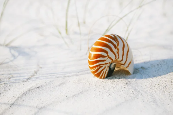 Nautilus kabuğu beyaz Florida plaj üzerinde — Stok fotoğraf