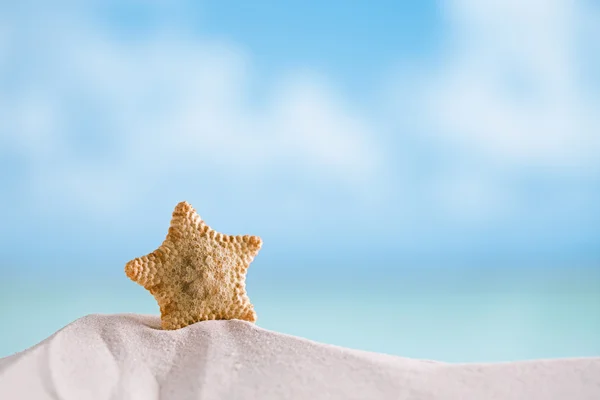 Deepwater rare starfish with ocean — Stock Photo, Image