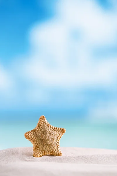 Diepwater zeldzame starfish — Stockfoto