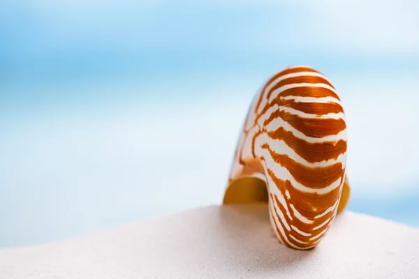 Nautilus shell — Stock Photo, Image